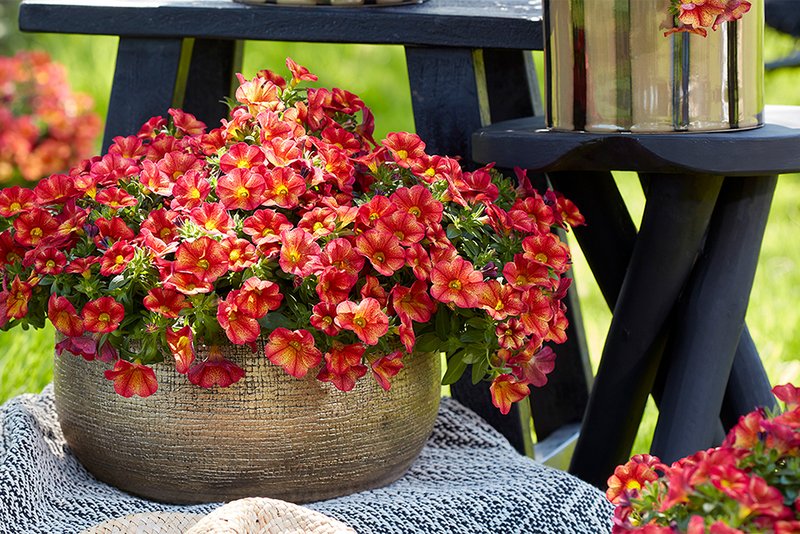 {image.properties.alternative|image.properties.altarnative}